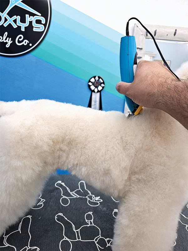 A hand using clippers on the back of a white dog