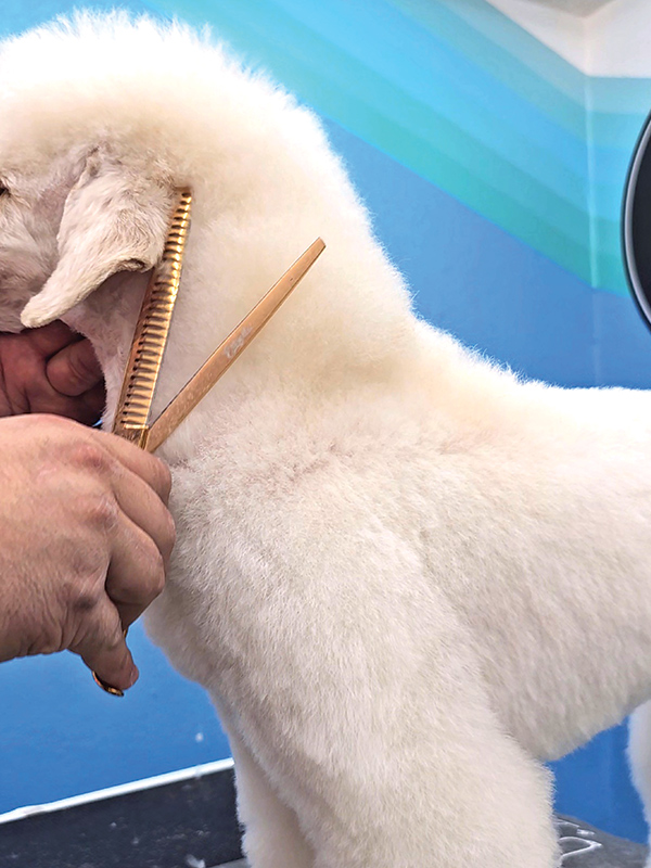 A closeup of chunker scissors trimming fur off the neck of a white dog