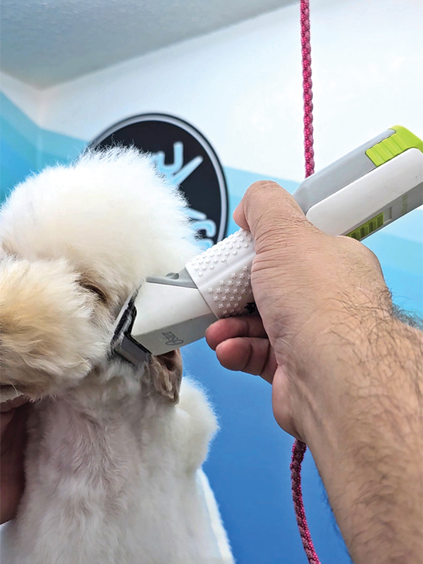 Clippers trimming the on a white dog's face