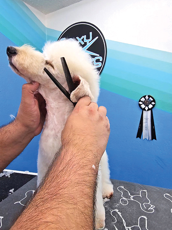 Scissors thinning the fur around a white dog's eye