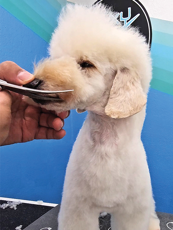 Scissors shaping the fur around a white dog's face