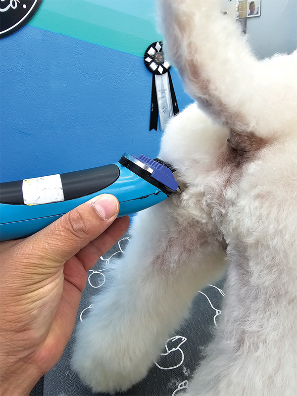 Closeup of hand using clippers to trim a white dog's rear