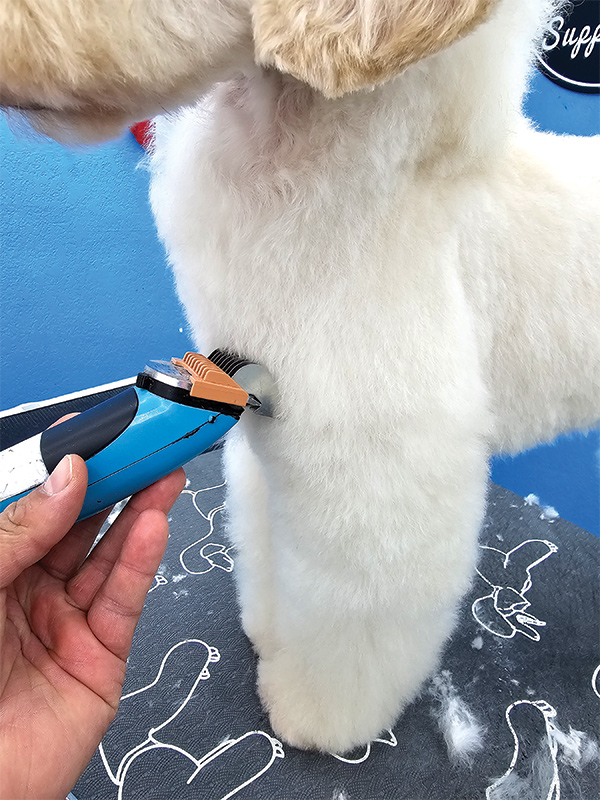 A closeup of a hand using clippers to trim the fur off a white dog's upper arm