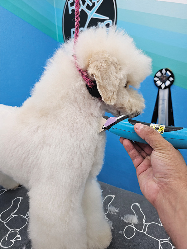 A hand using clippers to trim the fur on a white dog's chest