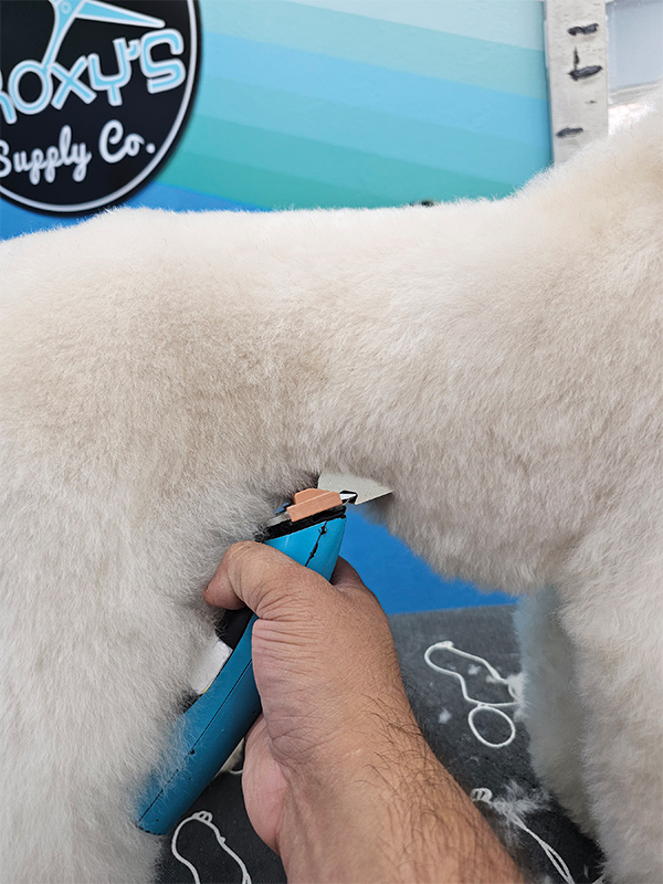 A hand trimming the stomach of a white dog with clippers