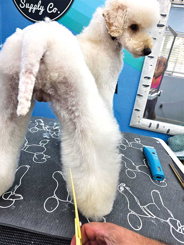 A hand using scissors to shape the fur on a white dog's hind leg