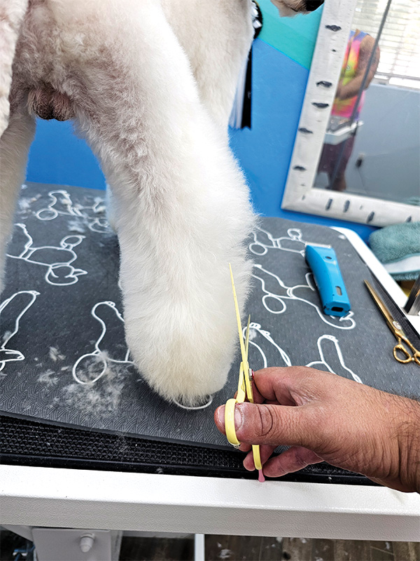 Closeup of white dig's hind leg being trimmed with scissors