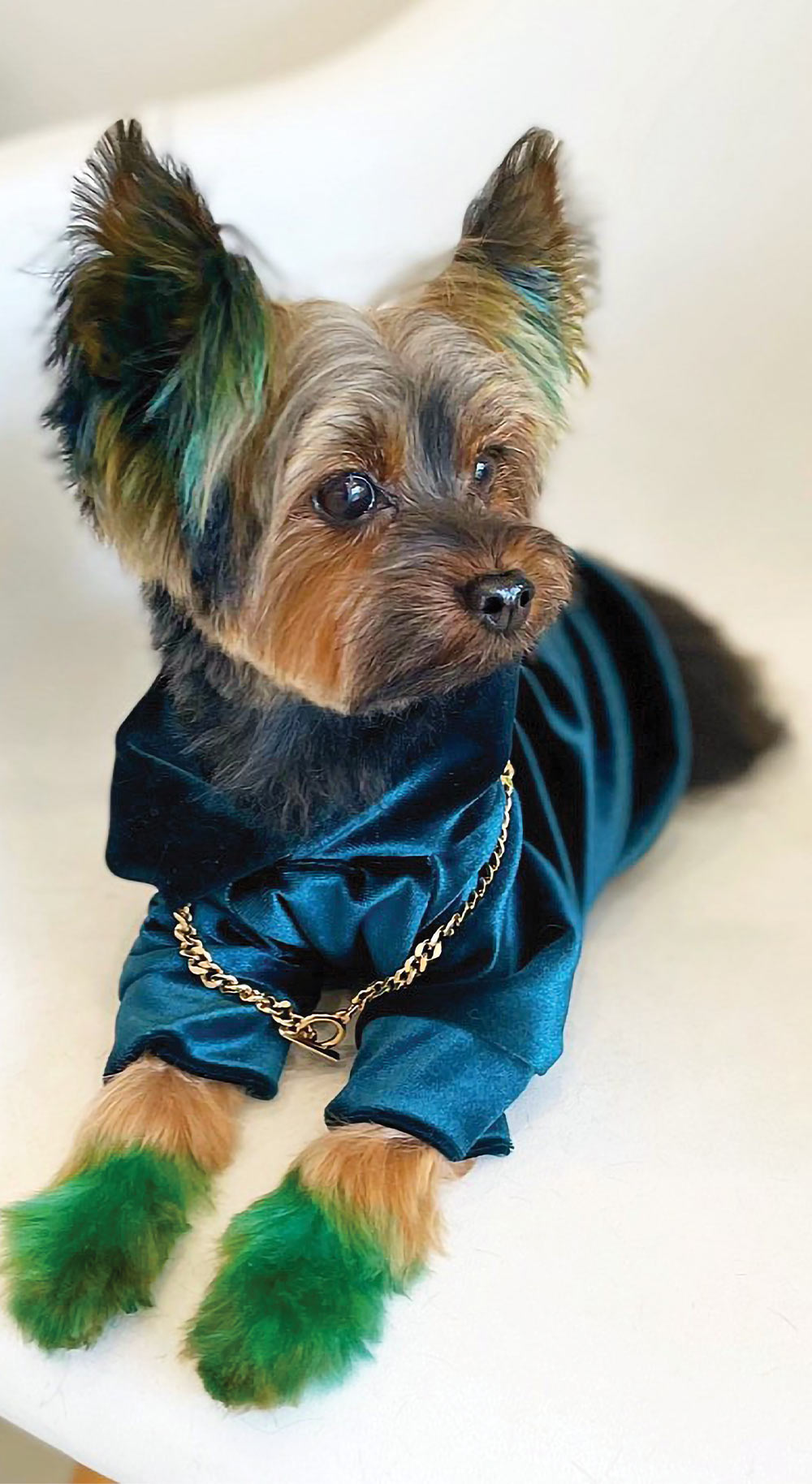 a Yorkshire Terrier with green furr paws wears a gold chain color and a velvet blue hooded sweatshirt