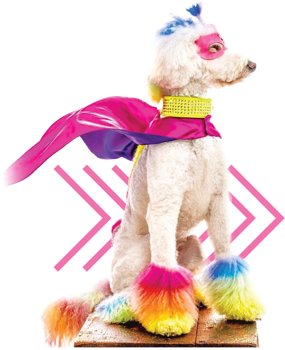 a white standard poodle with rainbow hair cuffs photographed atop a table and wearing a pink super hero mask, a vibrant yellow rhinestone collar and a flowing pink and purple cape