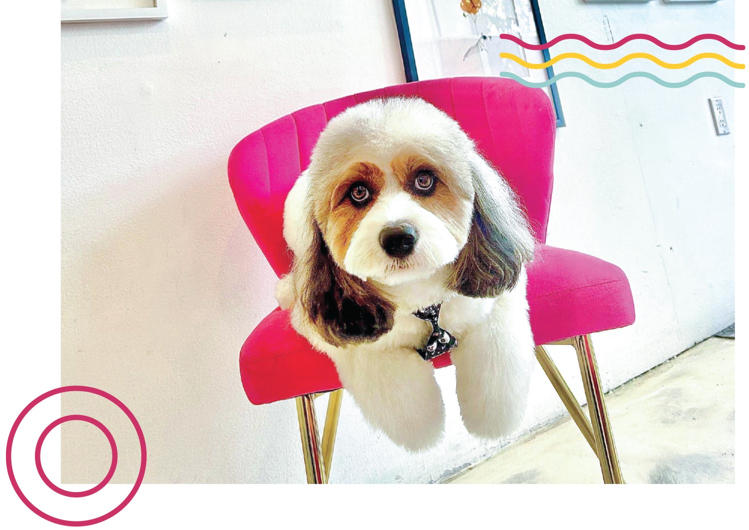 close up of a long haired, floppy eared white and brown dog, sitting on a pink cushioned chair and wearing a chicken patterned tie
