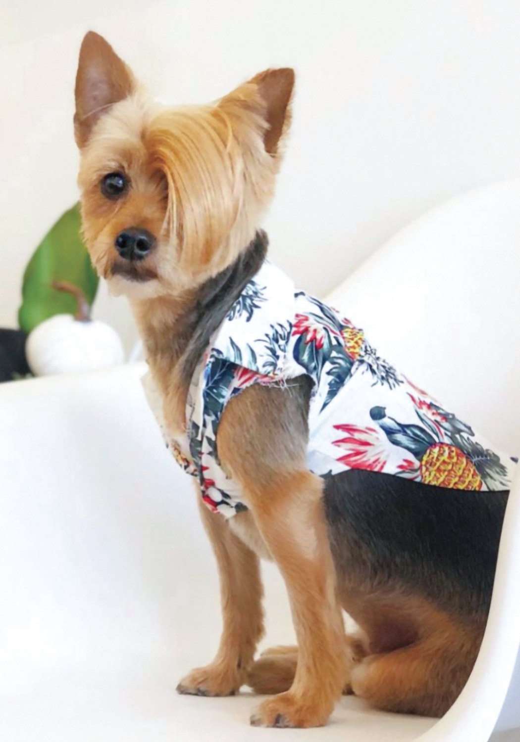 a Yorkshire Terrier with a short cut and side swept asymmetrical bangs wears a cut sleeve patterned button up shirt and sits on a white chair