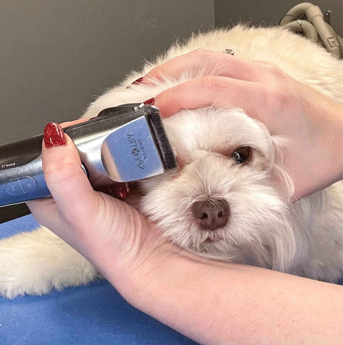 dog getting face trimmed