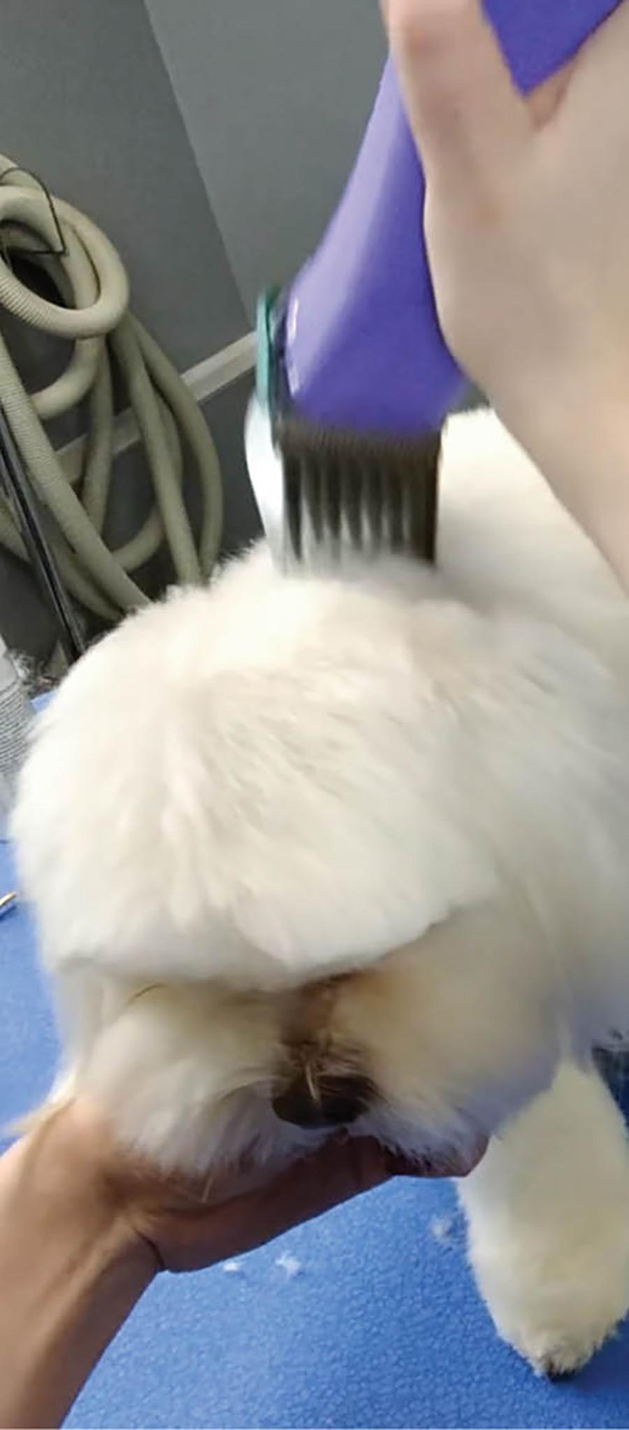 clipping the fur near the dog's head