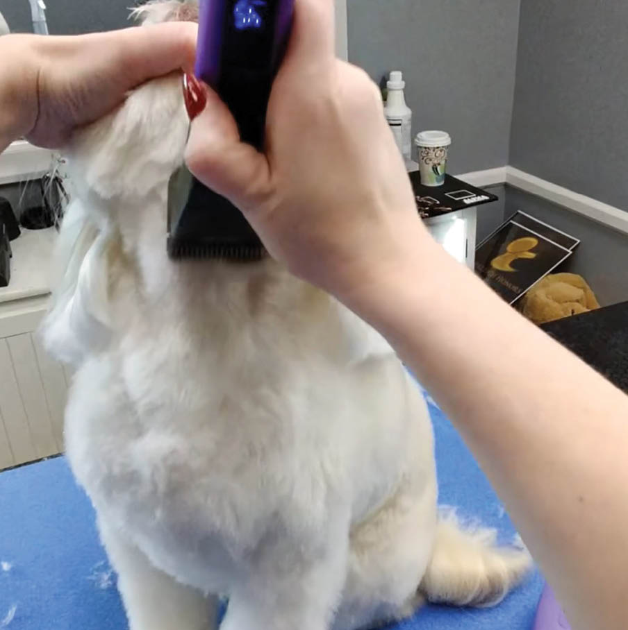 trimming near the dog's neck