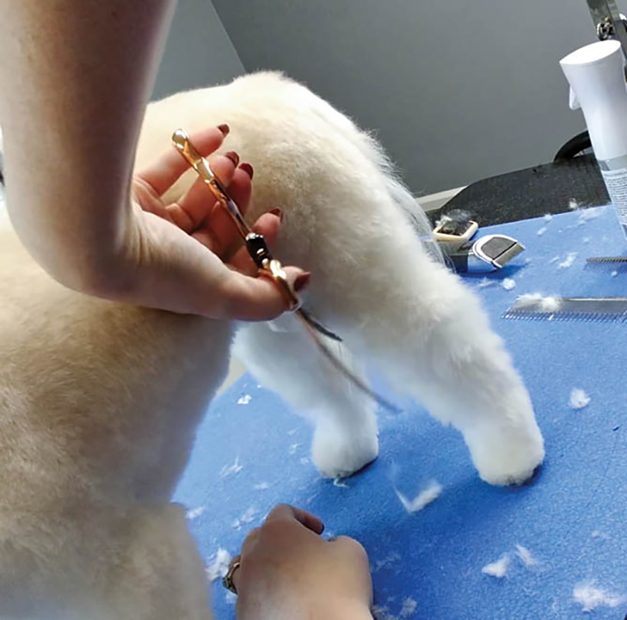 trimming the dog's hind legs