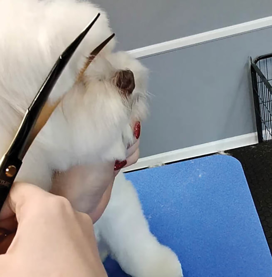 combing down a dog's brow bone