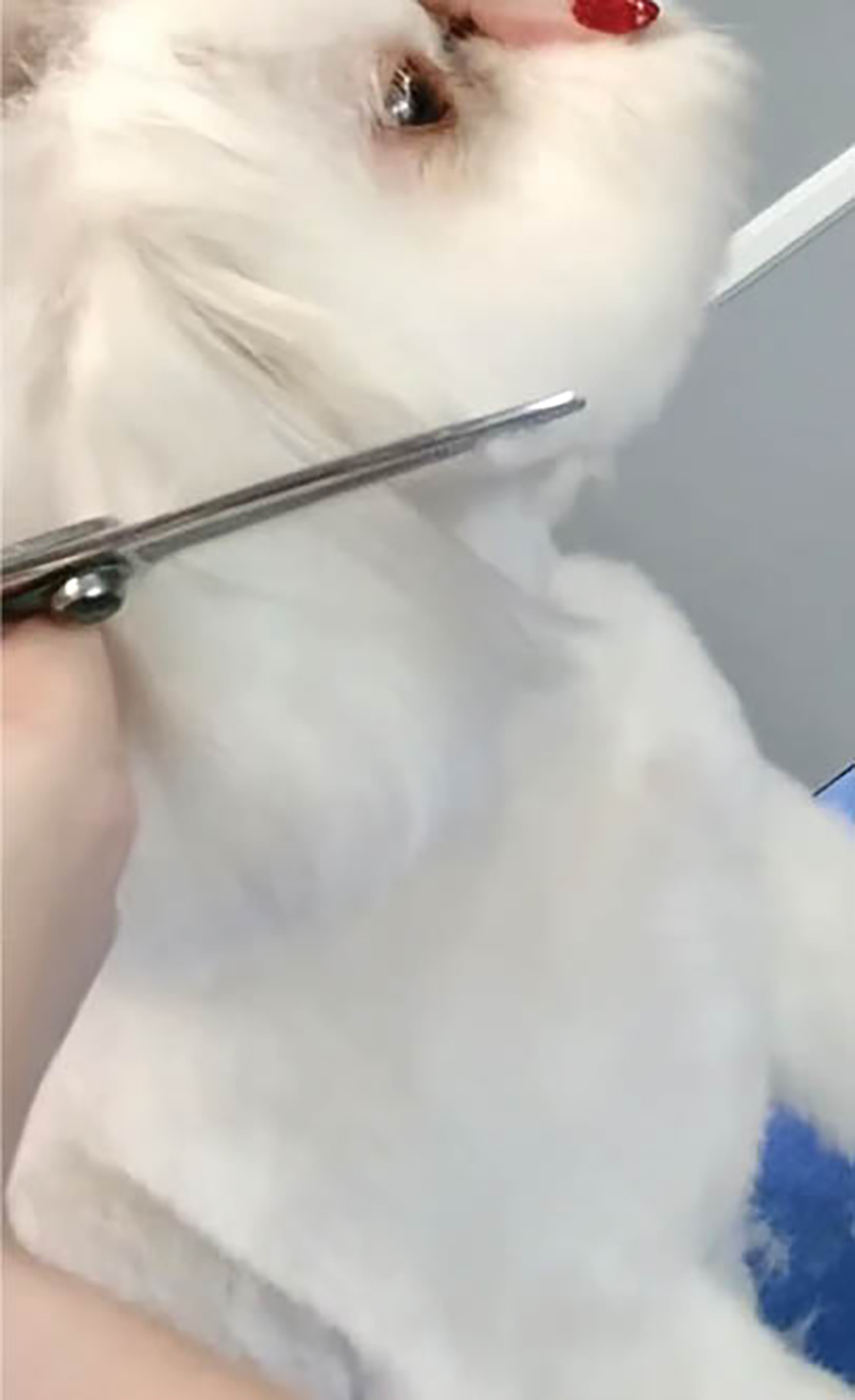 trimming around a dog's natural curve of their muzzle