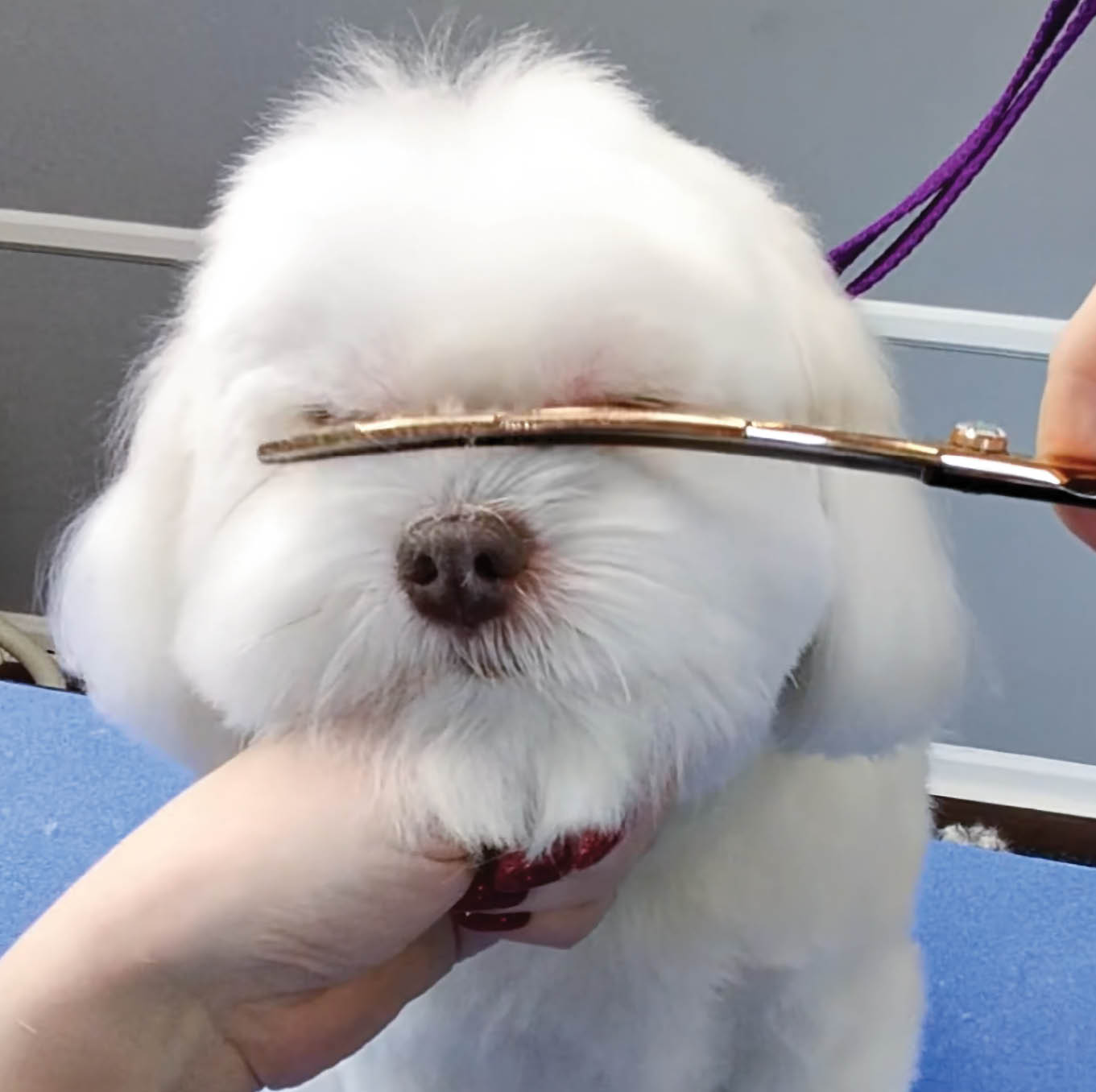 combing a dog's transition points on their face to trim it evenly