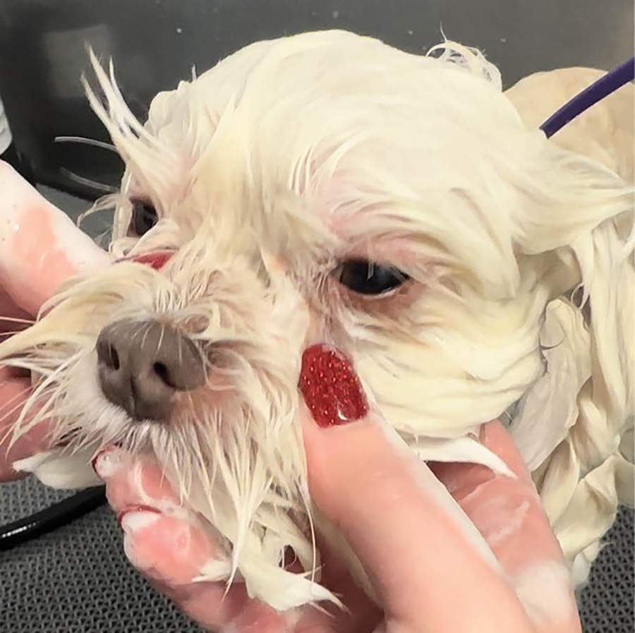 dog getting their face scrubbed during a bath