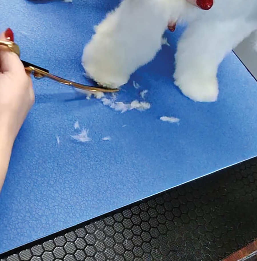 trimming a dogs feet as it stands upright