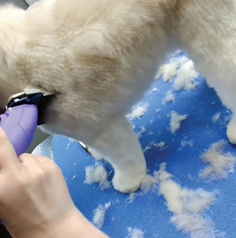 trimming a dog's body with clippers