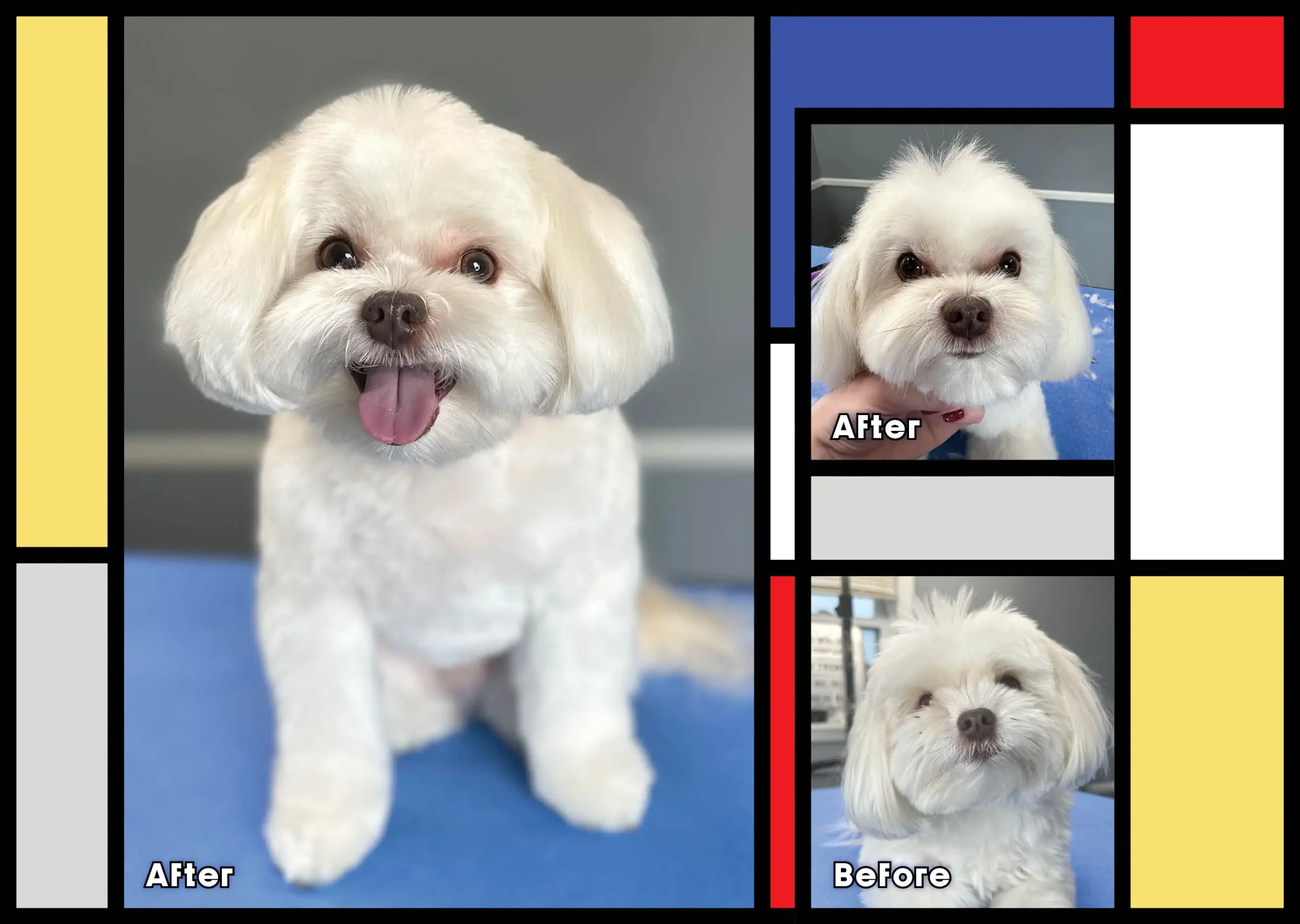 side by side before and after pictures of a dog after a fresh trim