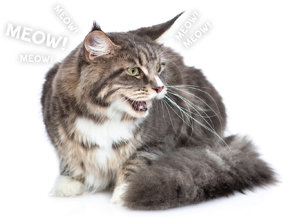 cat with mouth open and Meow! words surrounding it's head