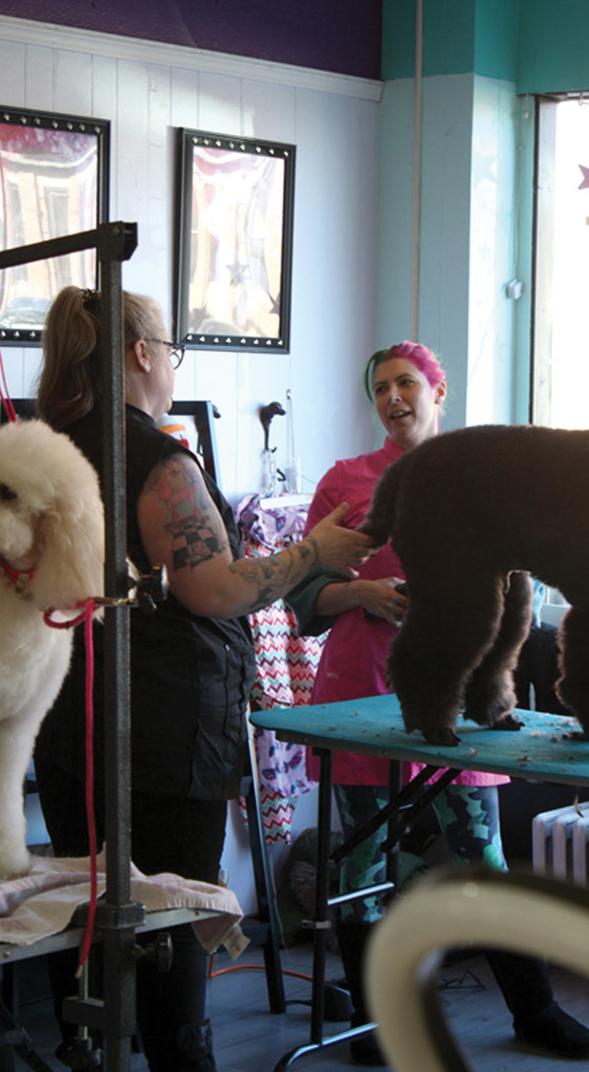 pet groomers in a salon