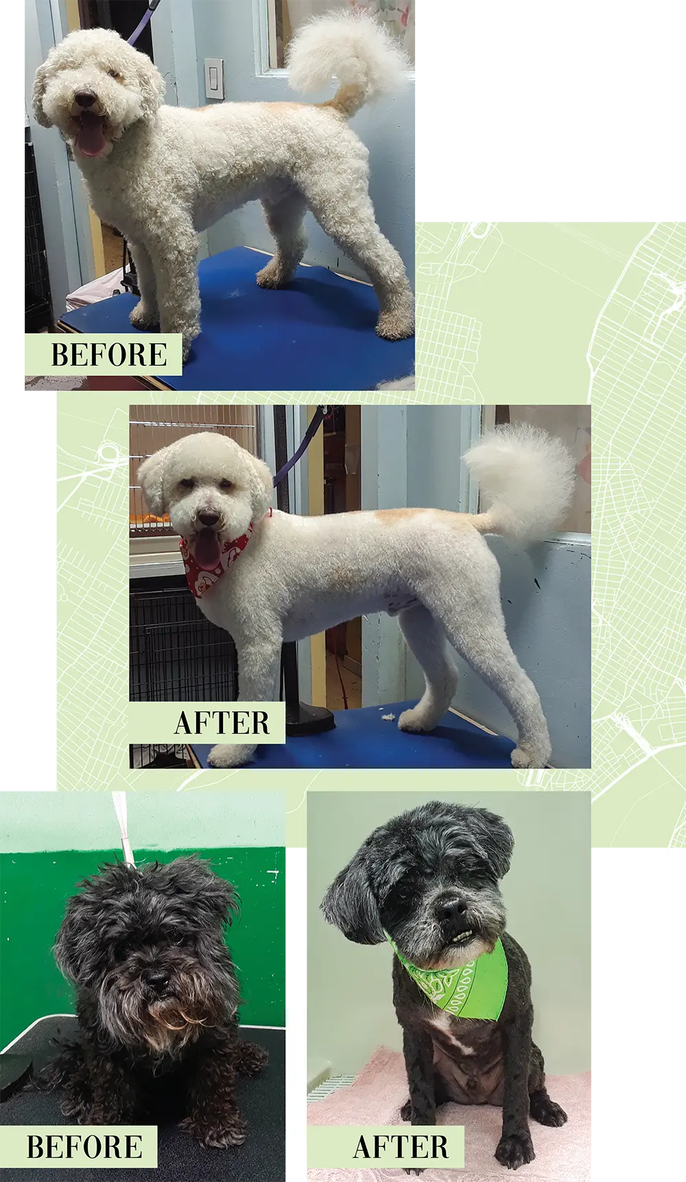 before and after instances of dogs that have been groomed