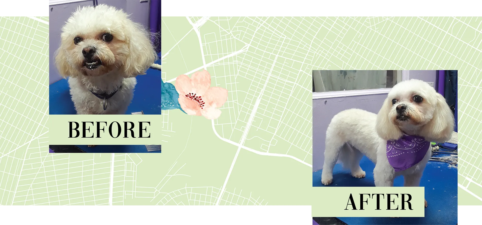 before and after instances of a dog that has been groomed