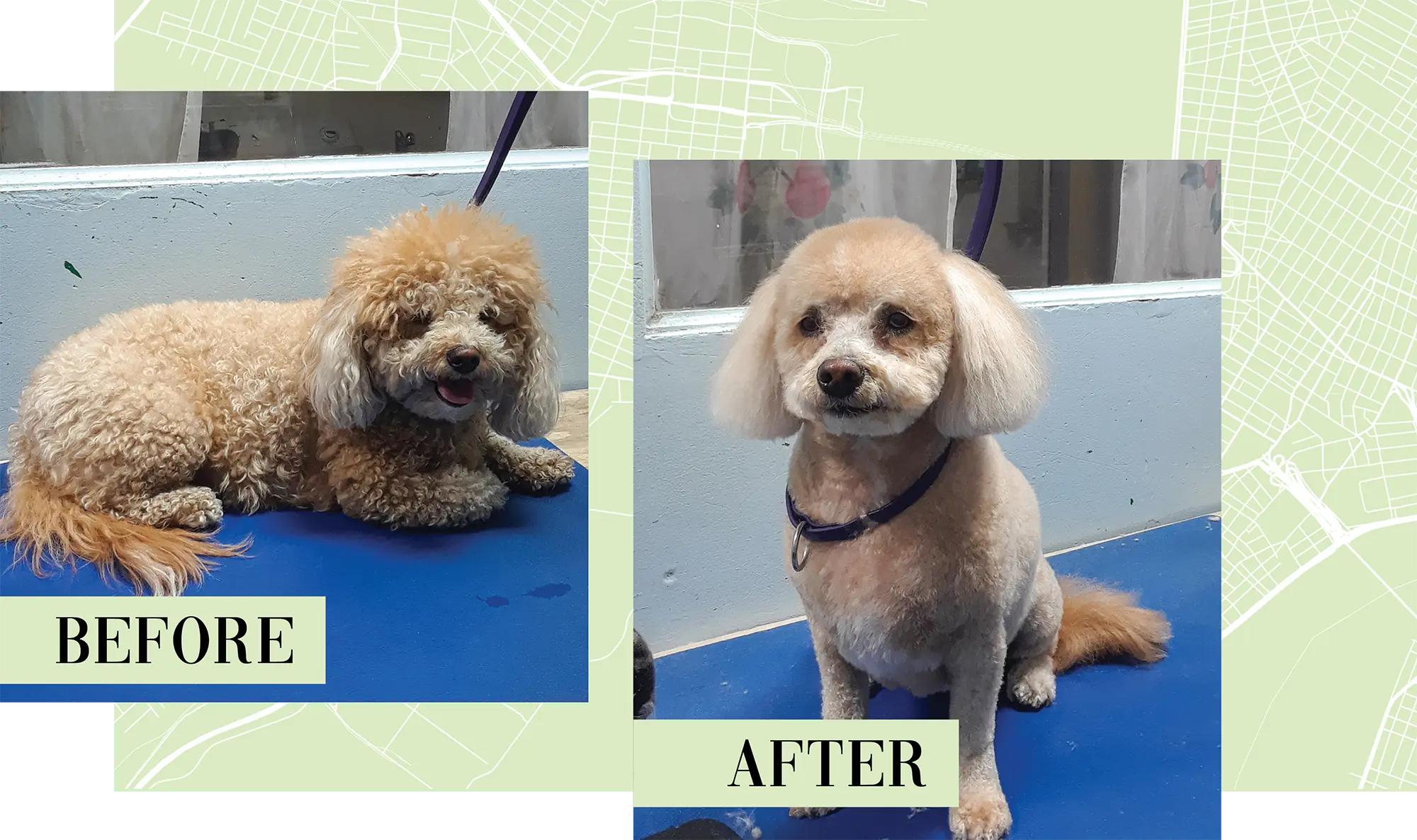 before and after instances of a dog that has been groomed