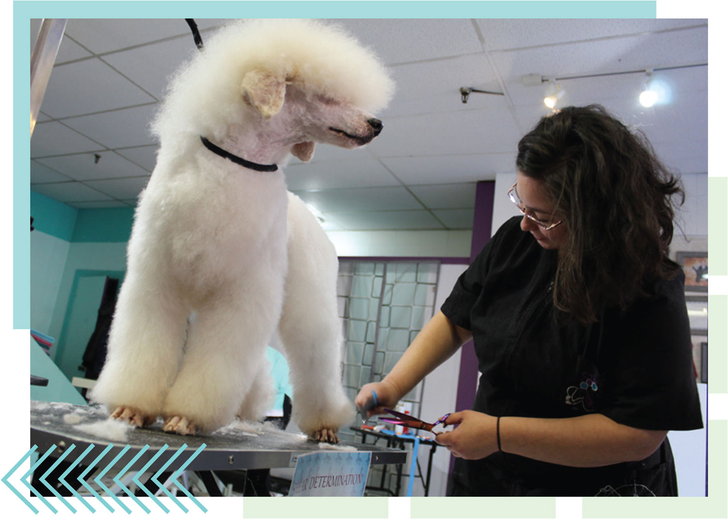low angle view of a whtie standard poodle standing a top a grooming table as a female groomer trims the hair on a hind leg