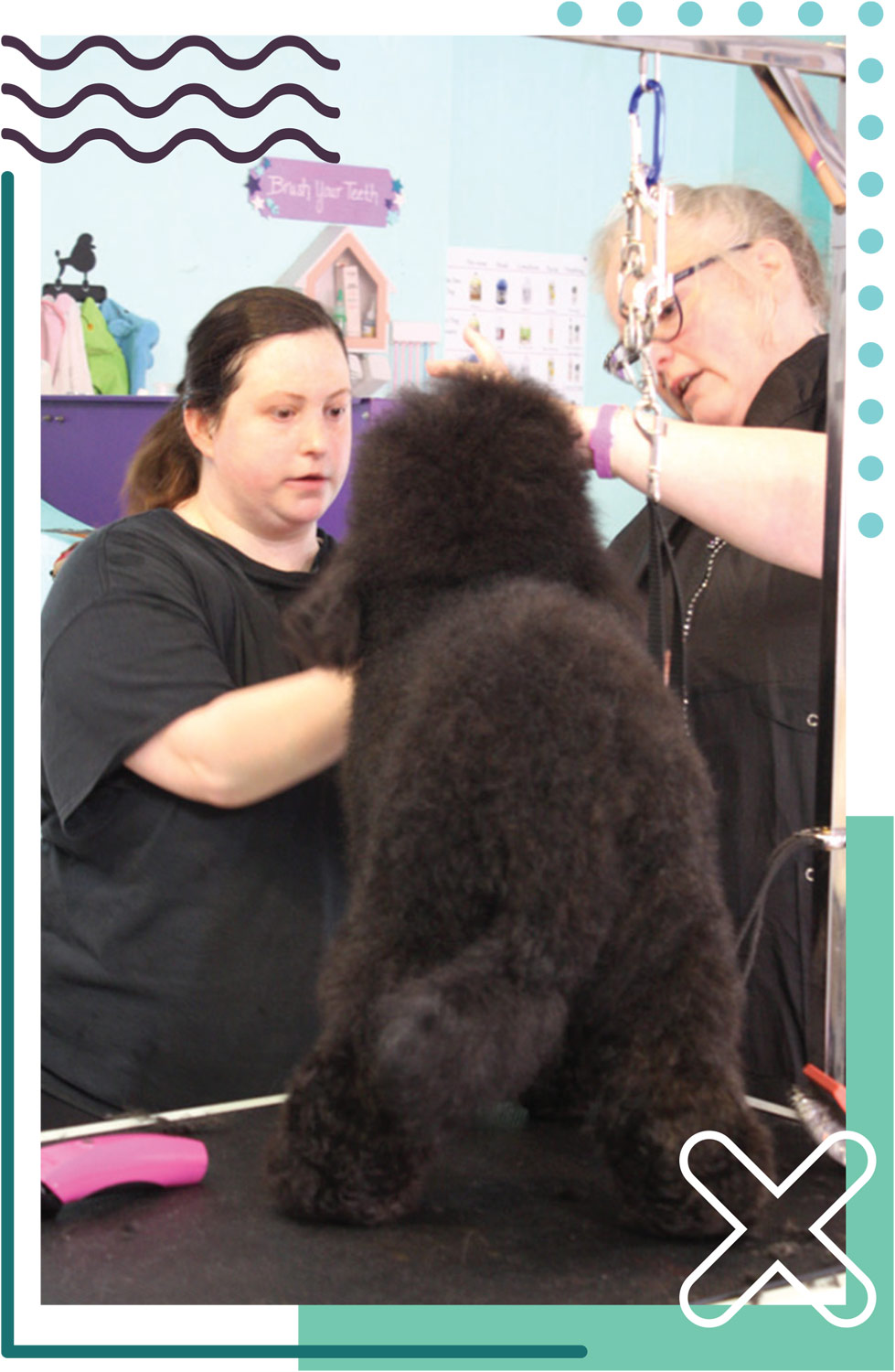 back view of a black medium sized poodle as two women groomer's work on its face
