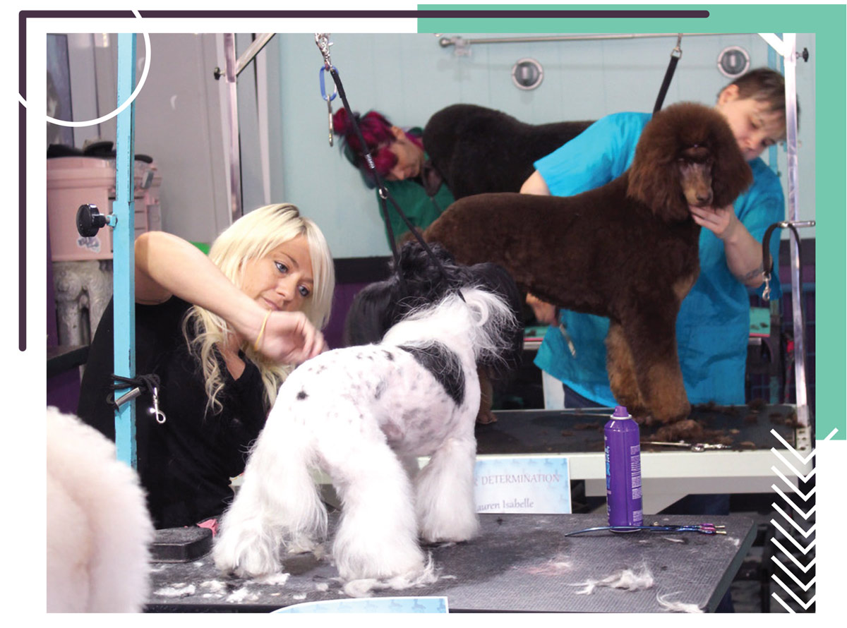 back view of a small to medium sized breed dog with white and black fur standing atop a grooming table as a female groomer trims its hair, in the background other dogs are also being groomed at separate grooming tables