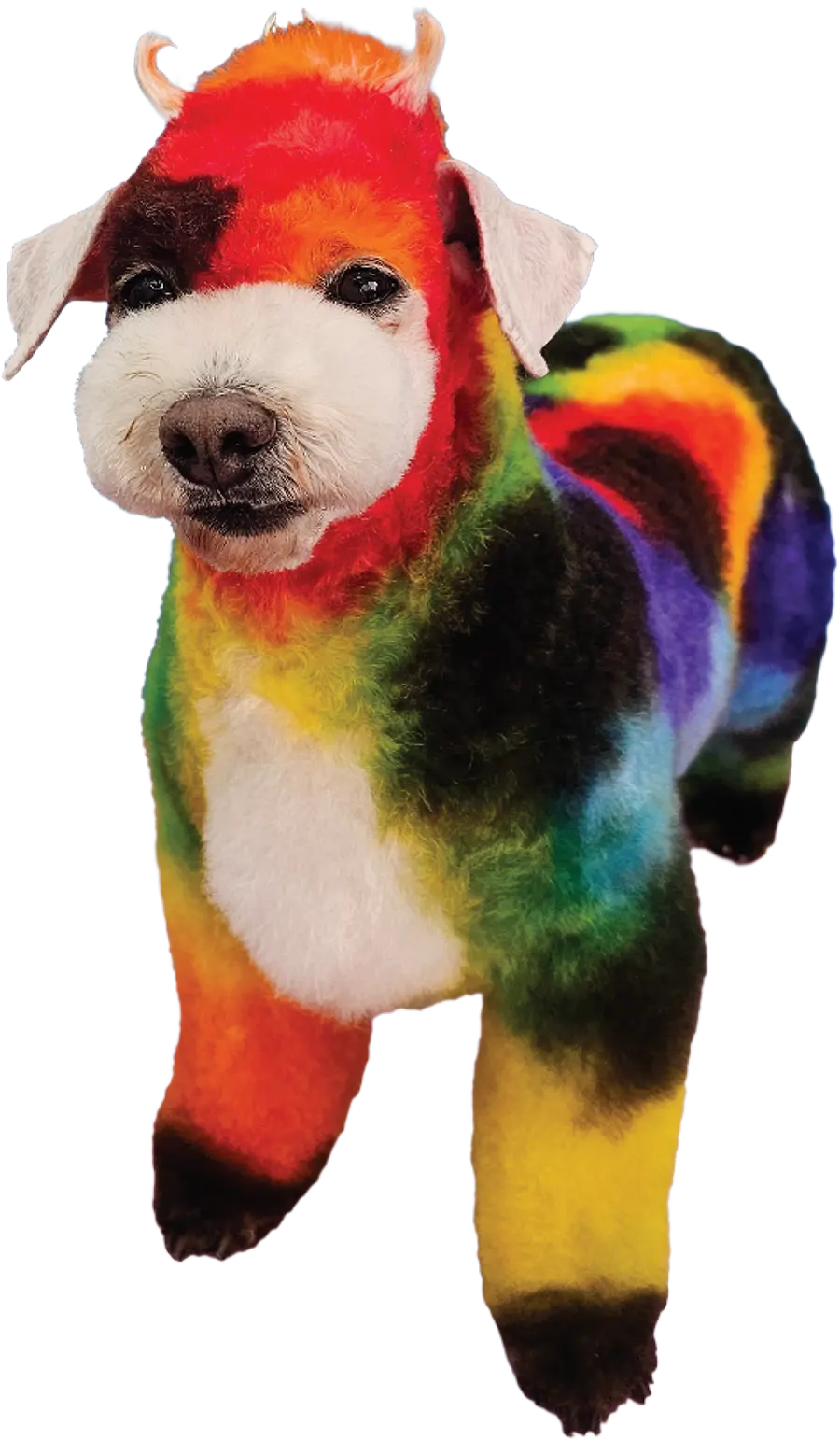 finished groomed dog that resembles a colorful cow