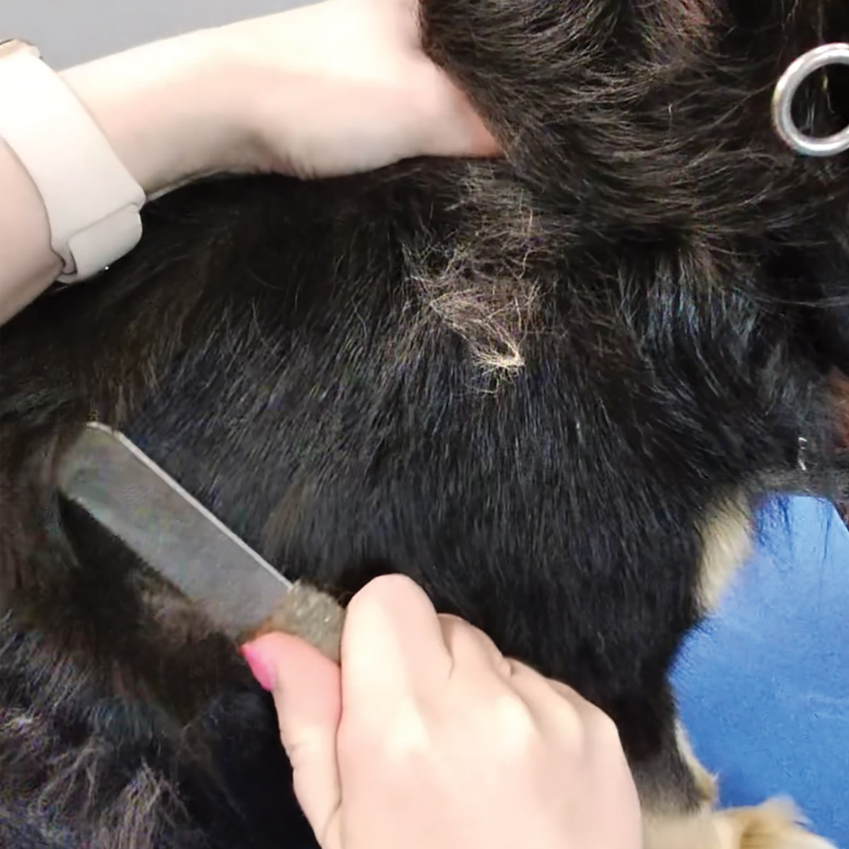 hand using fur rake to flatten fur on the back of a small black and tan dog
