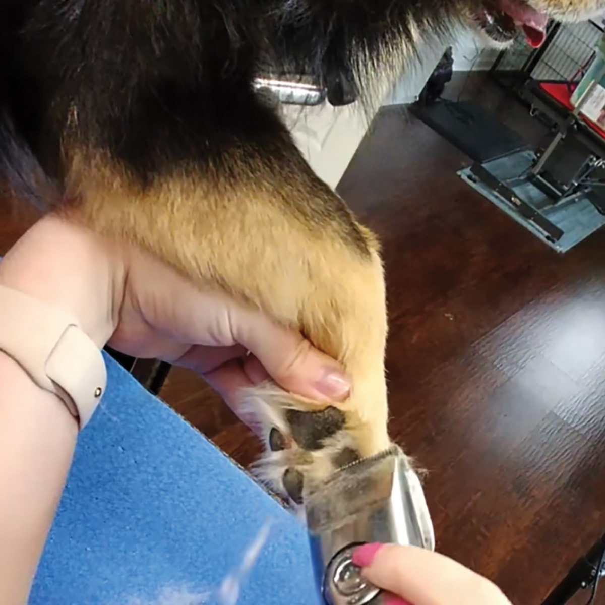 hand trimming fur on dog's paw pad