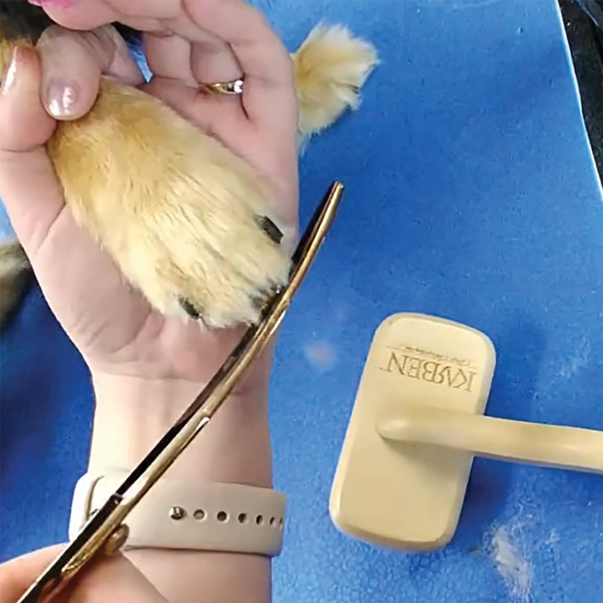 hand using scissors to trim fur around the tip of a dog's paw