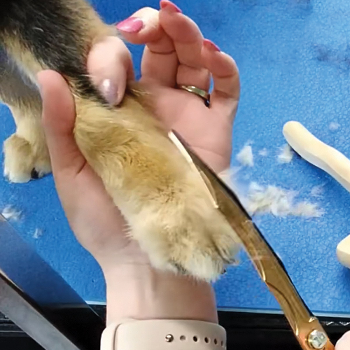 Scissors shaping the fur around a dog's paw