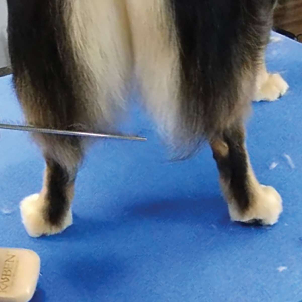 hand using scissors to trim fur on hind legs of dog