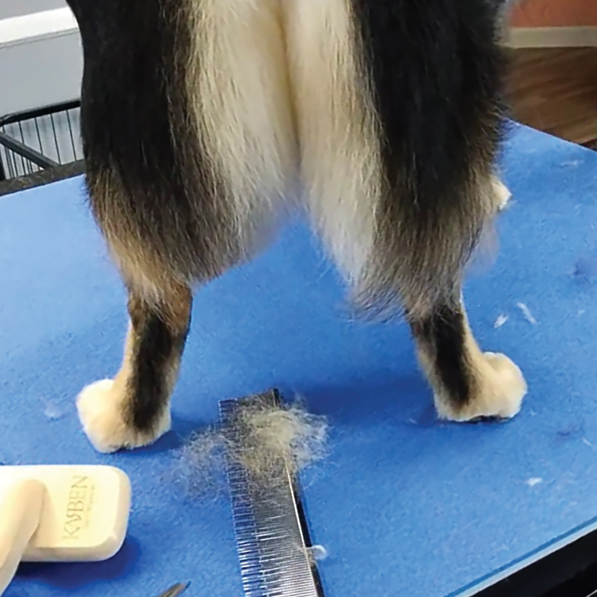 comparison between trimmed and untrimmed hind leg of dog