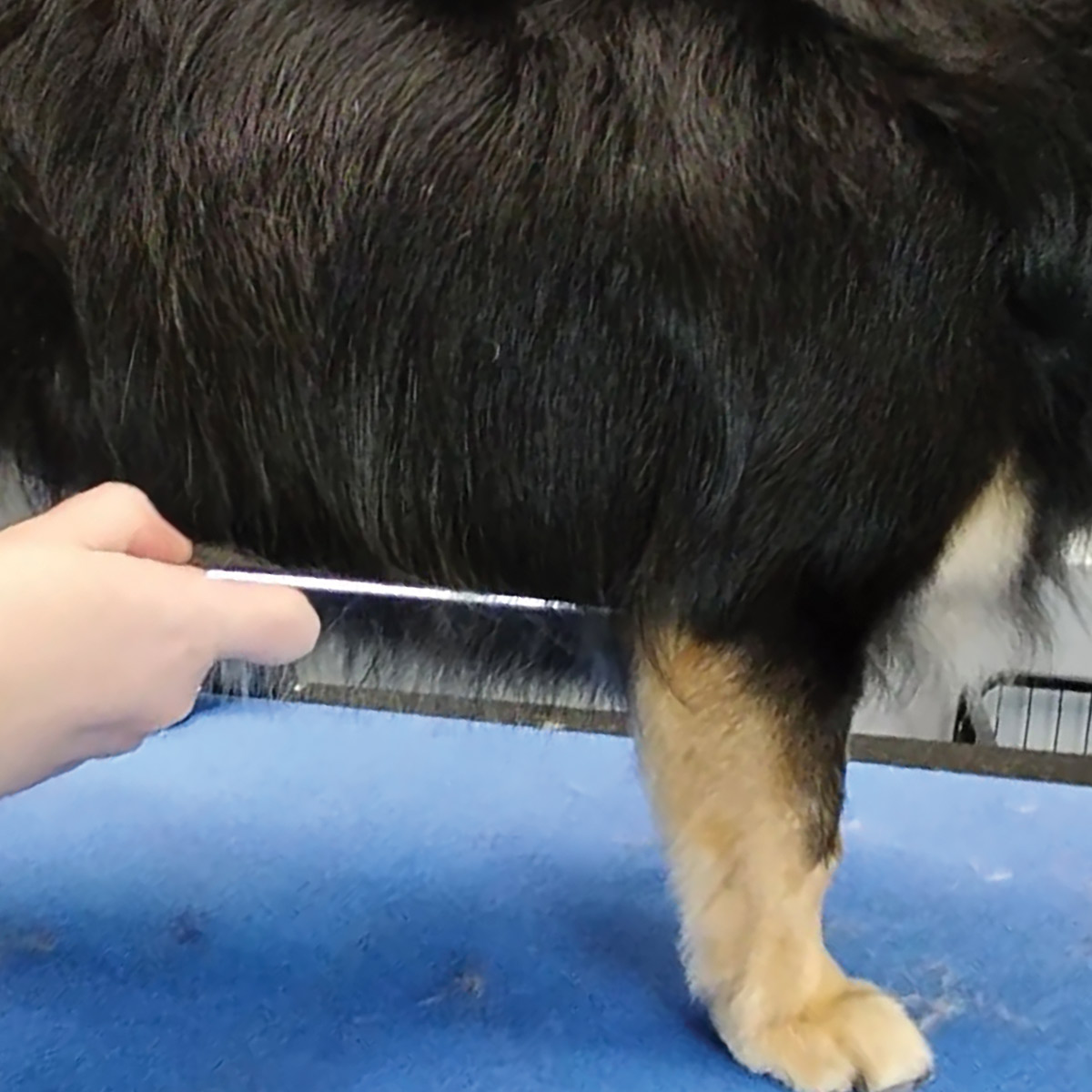 scissors trimming the underbelly of dog