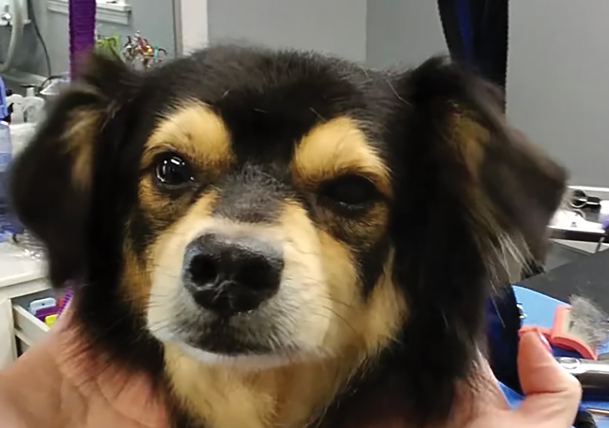 face of small black and tan dog after being trimmed