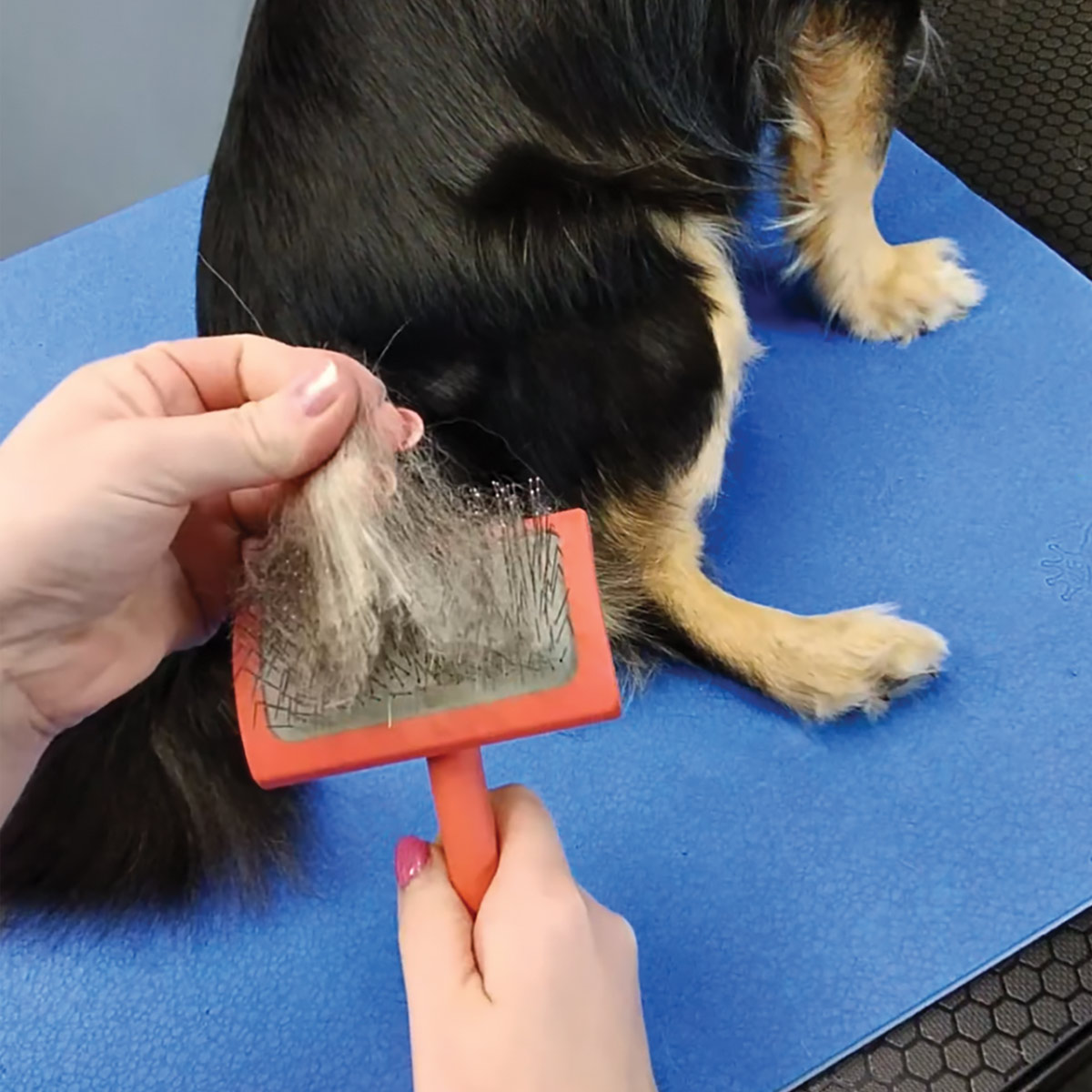 hand pulling fur off of detangling brush 