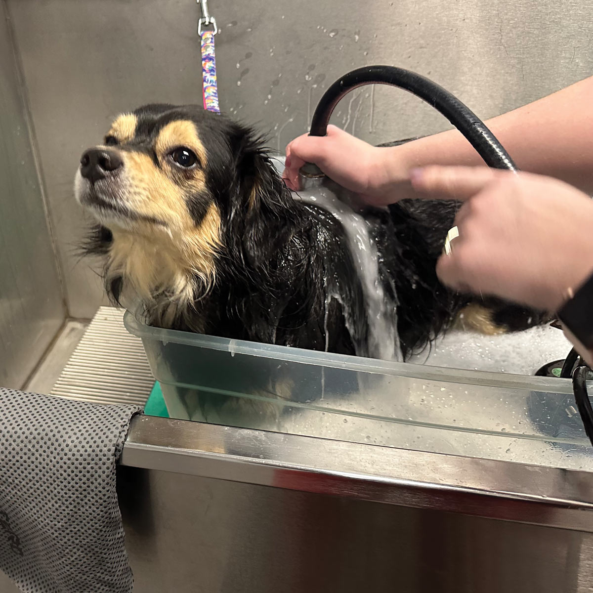 small black and tan dog receiving bath in metal sink tub 