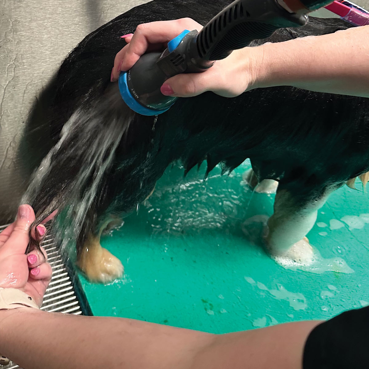 hand using shower head to rinse fur on hind legs of small black and tan dog