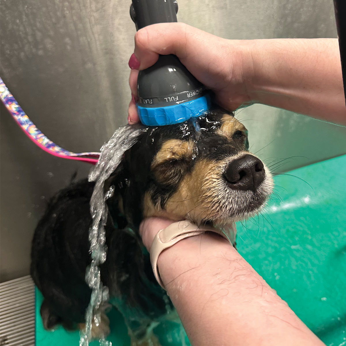 hand using shower head to rinse fur on small black and tan dog's head