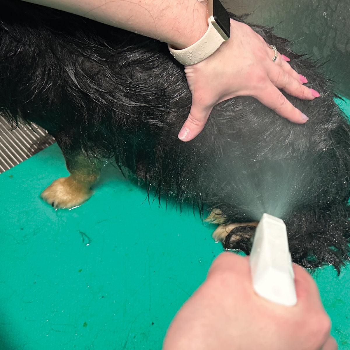 hand using spray bottle to spray leave-in conditioner into fur