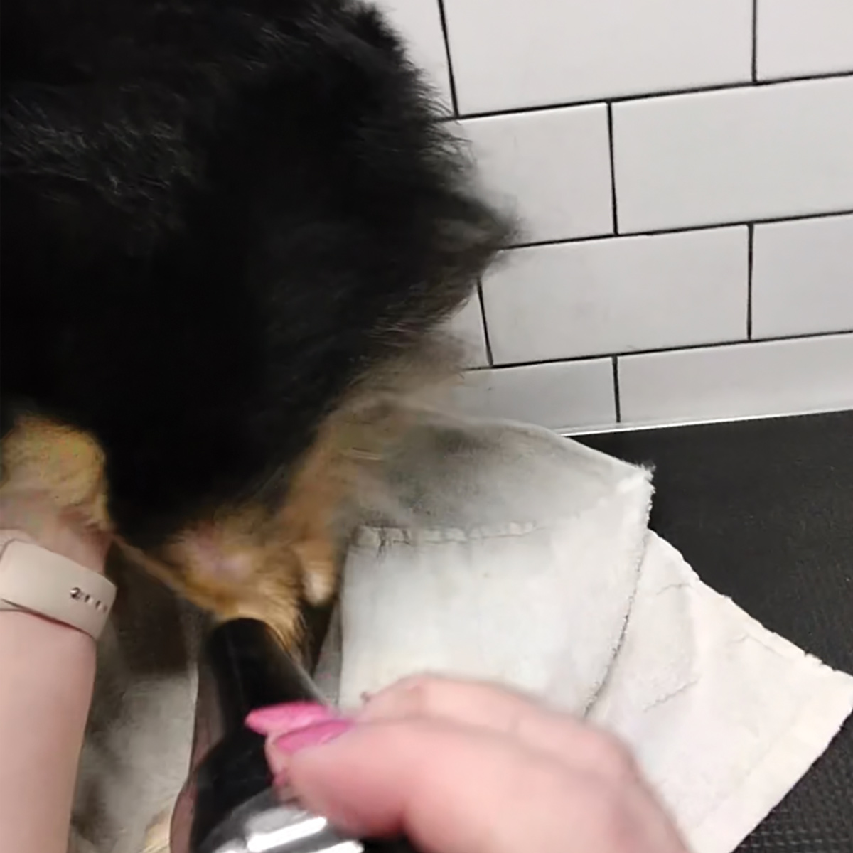 hand using blow dryer nozzle to dry fur on rear of small black and tan dog