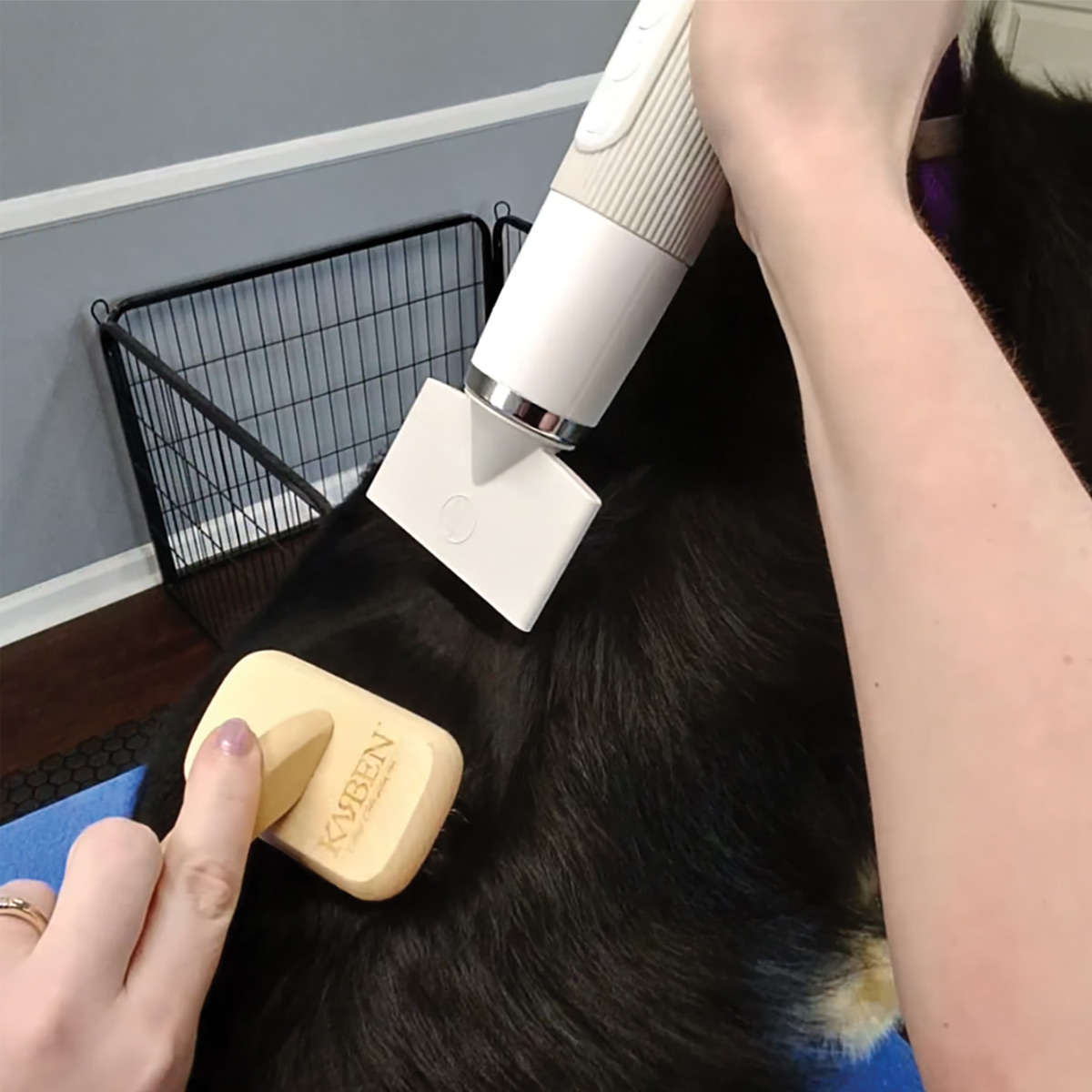 hand using a blowdryer with a flat nozzle and brush on small black and tan dog